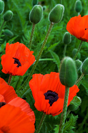 Glenapp Castle Hotel Poppies_0904
