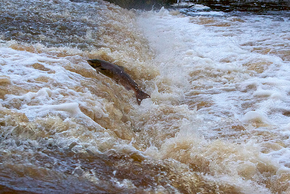 Salmon Leap_8876