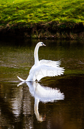 20210423_Swan-Display_3225_7D