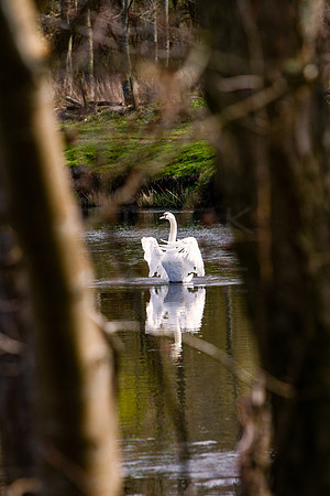 20210423_Swan_Display_3198_7D