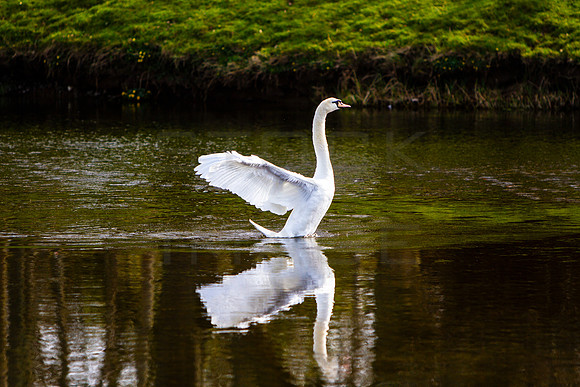 Stretch you Wings_3215_7D_swantweed