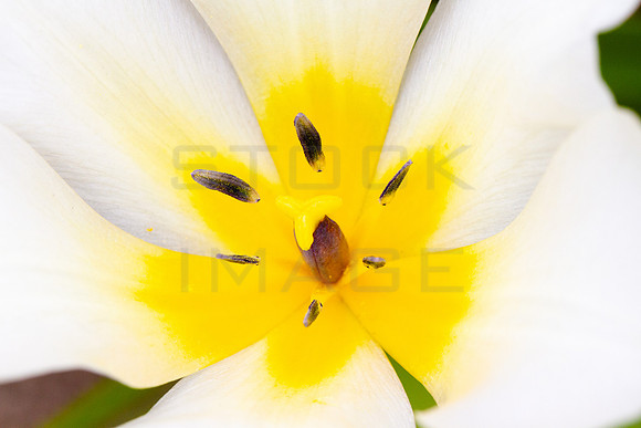 Tulip Surprise_2820_7D_local