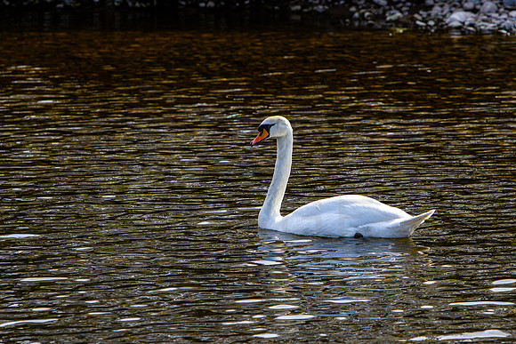 Swan on Tweed_3192_7D