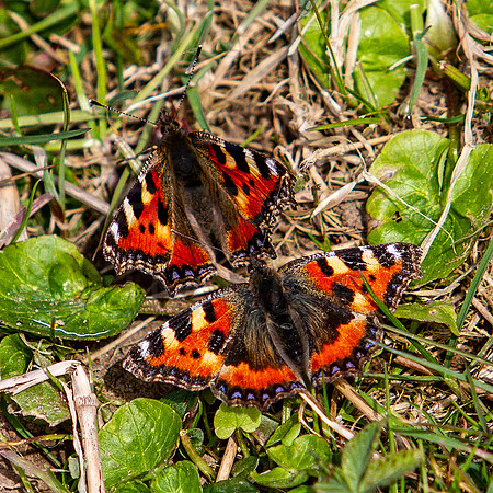 Small Tortoise Shell Butterfly