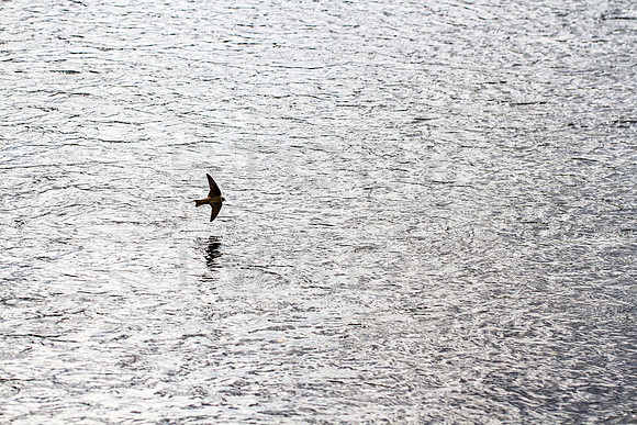 Sand Martin in Flight_2874_7D_local