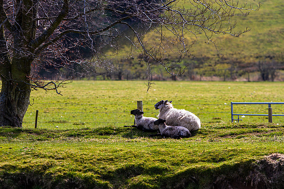 Mum with her Sons_3183_7D