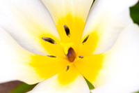 Tulip Surprise_2820_7D_local