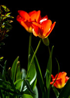 Garden Tulips_3169_7D