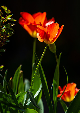 Garden Tulips_3169_7D