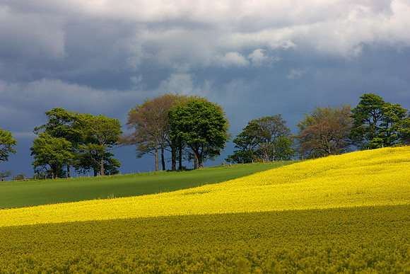 Yellow Field_3138