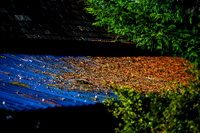 Blue and Golden Brown_2714_local