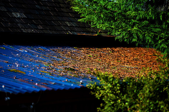 Blue and Golden Brown_2714_local