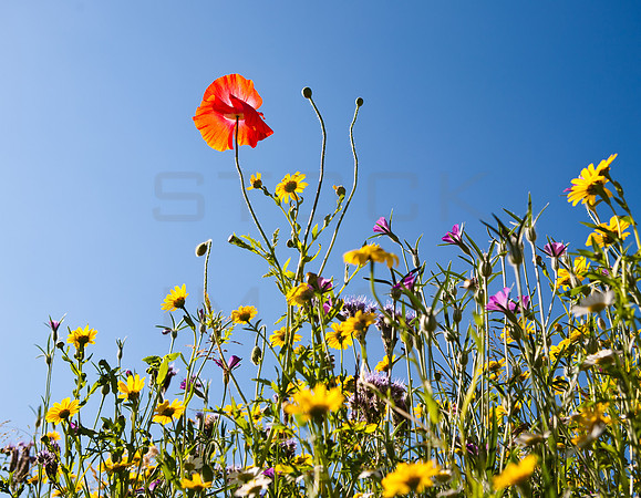 Aspiration in Red_4984