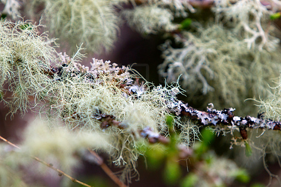 Lichen in Wood-4150