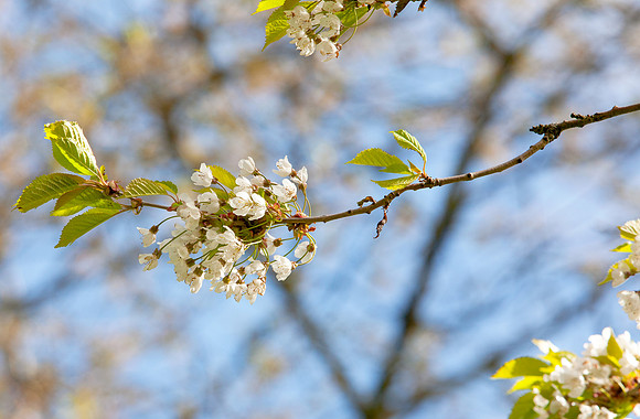 Windy Blossom-4148