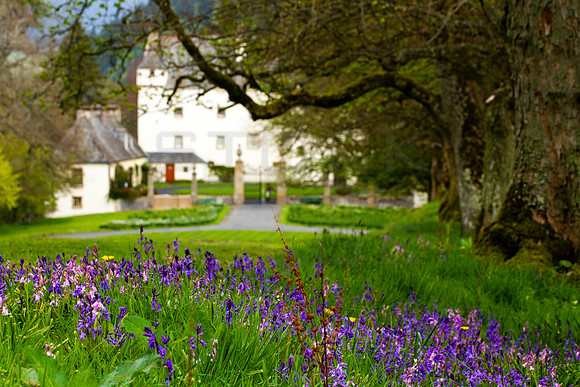 Traquair House and Bluebells_3485_7D_local