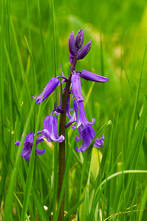 Bluebell Amongst Grass_3489_7D_local