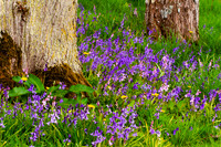 Bluebells under Tree_3490_7D_local