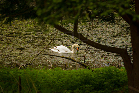 Swan Eating Pond Weed_3538_7D_local
