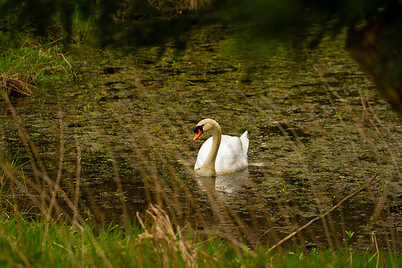 Swan in Traquair Pond_3539_7D_local