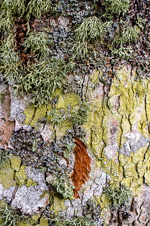 Tree Bark and Lichen_3499_7D_local