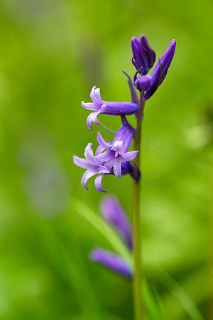 A Stem of Bluebells_3461_7D_local