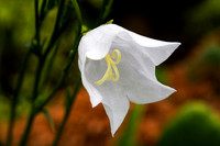 Campanula_2805-5DM111