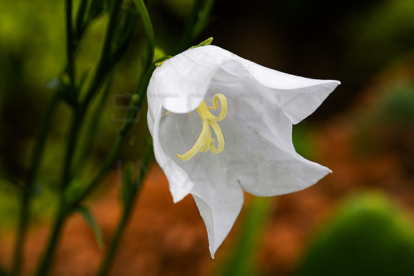 Campanula_2805-5DM111