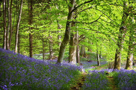 Track Through Bluebells_3423-5D