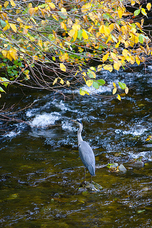Heron Standing in Leithen Water_7087