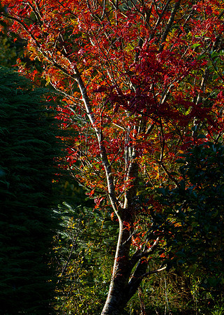 autumncolours-7263