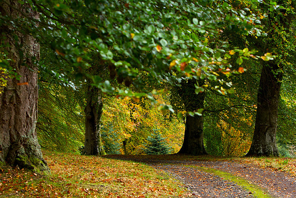 Green and Gold_9147