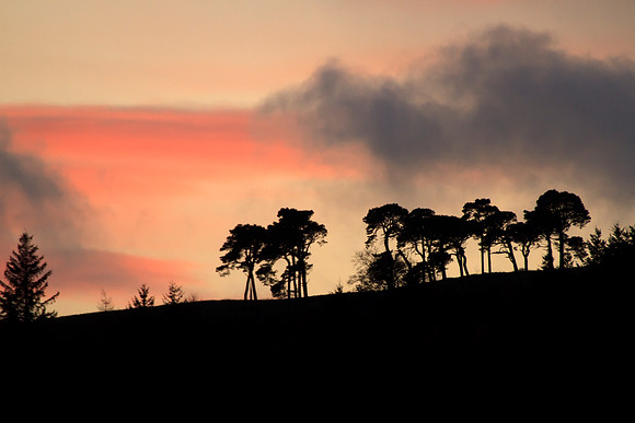 Pines on the Hill-9707