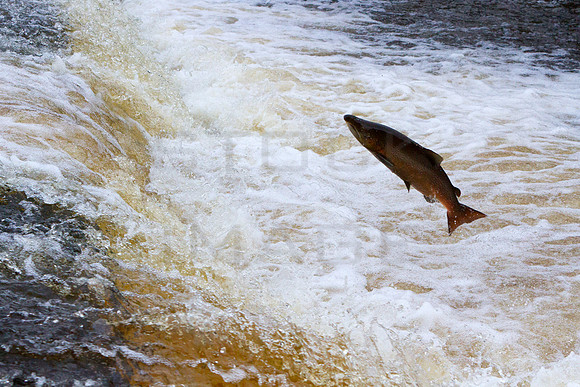 Salmon Leaping_9589-Edit