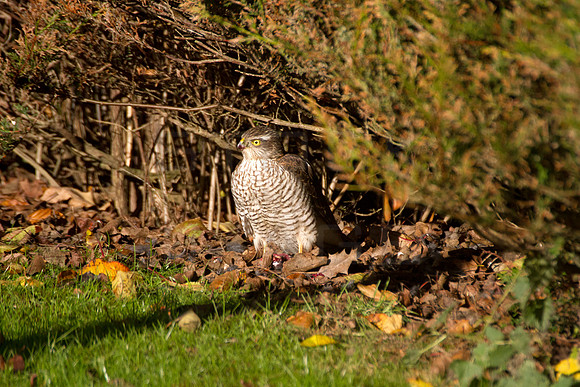 sparrowhawk-9658