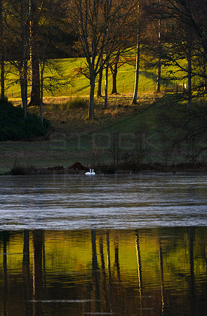 Reflections of Bowhill-9961