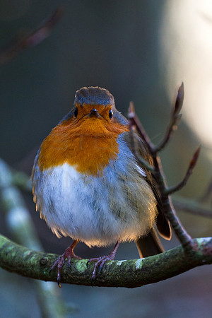 Robin Sunlit from Behind-0010