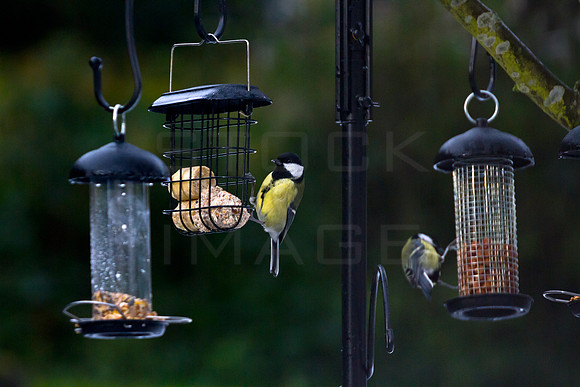Tits Feeding-0097