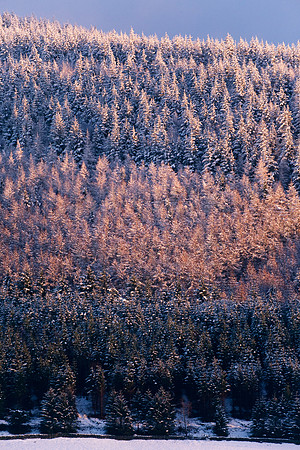 Firs in Winter Afterglow-9870