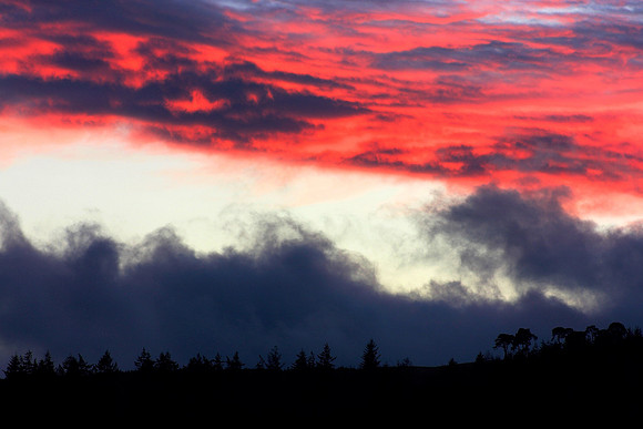 Fire above the Trees