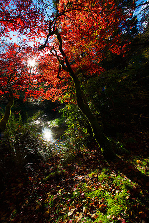The Burning Bush_4474