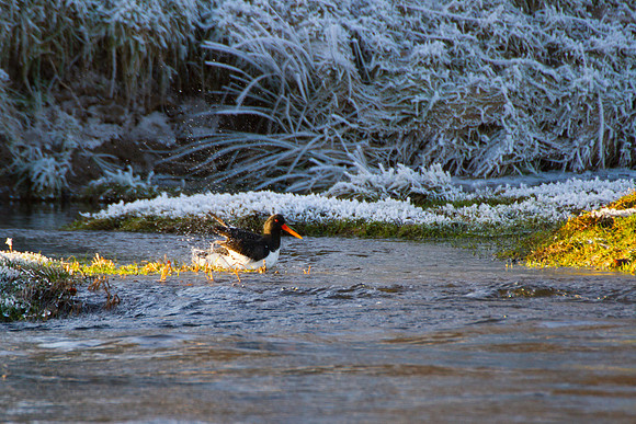 Oystercatcher Bahing-0037