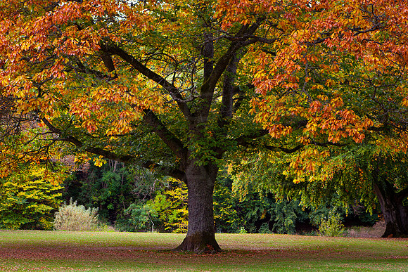 Horse Chestnut Tree in Autumn_2330-local-5D