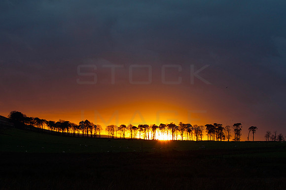 Sunset behind Trees_4461