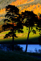 Black Pines in Autumn Light_2627