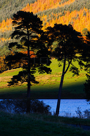 Black Pines in Autumn Light_2627