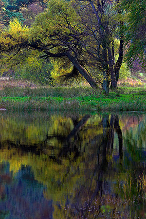 Purple Reflections