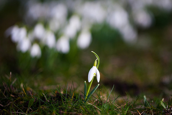 First Amongst Many_0019