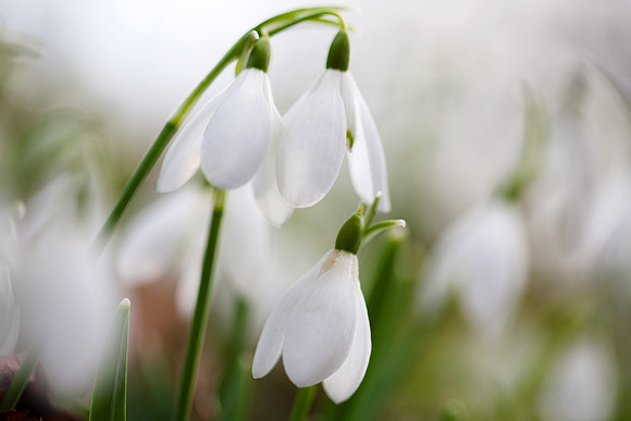 Snowdrops Three_0039