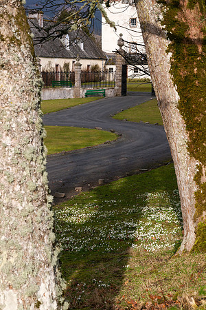 Traquair Snowdrops by the Path_0013